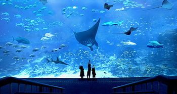 水族館品牌排行榜（2024年水族館品牌排行榜） 水族館百科（水族館加盟） 第2張