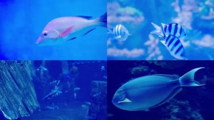 水族館里魚(yú)的種類圖片和介紹視頻（水族館中魚(yú)類的種類及其圖片和其圖片和介紹視頻介紹） 水族館百科（水族館加盟） 第5張