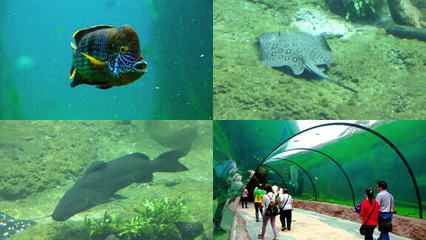 水族館里魚(yú)的種類圖片和介紹視頻（水族館中魚(yú)類的種類及其圖片和其圖片和介紹視頻介紹） 水族館百科（水族館加盟） 第4張