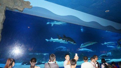 北戴河有水族館嗎（北戴河新澳海底世界游玩攻略） 水族館百科（水族館加盟） 第5張