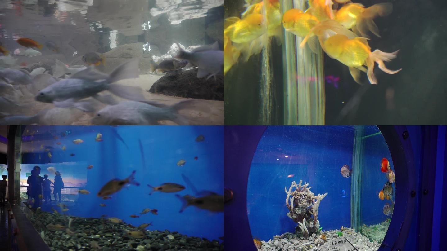 水族館里面都有什么魚(yú)（水族館中常見(jiàn)的魚(yú)類(lèi)） 水族館百科（水族館加盟） 第5張