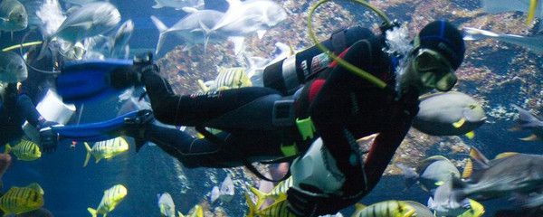 水族館門(mén)面圖片真實(shí)（水族館門(mén)面圖片的制作過(guò)程） 水族館百科（水族館加盟） 第5張