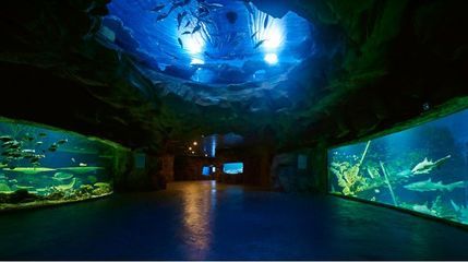 水族館盈利模式有哪些類型（上海水族館的盈利模式） 水族館百科（水族館加盟） 第4張