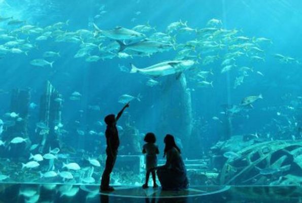 水族館加盟代理怎么樣賺錢的呢（上海水族館加盟） 水族館百科（水族館加盟） 第1張