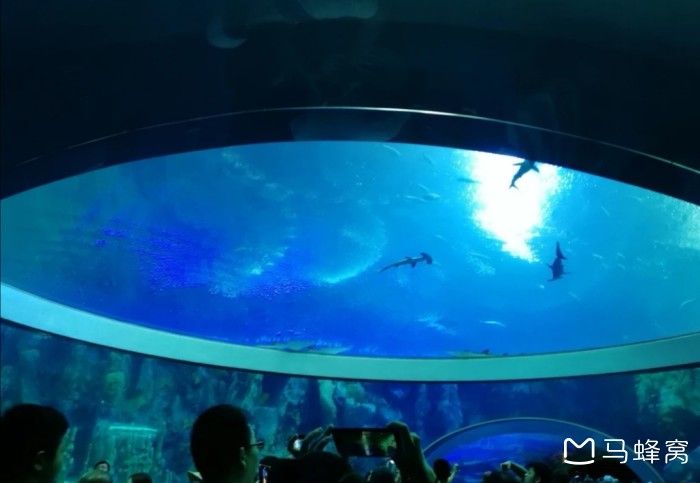 水族館里面有什么介紹（上海海洋水族館如何模擬自然環(huán)境水族館的教育活動） 水族館百科（水族館加盟） 第5張