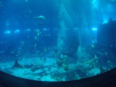 水族館的名字大全（全球各地的水族館及其名稱） 水族館百科（水族館加盟） 第3張