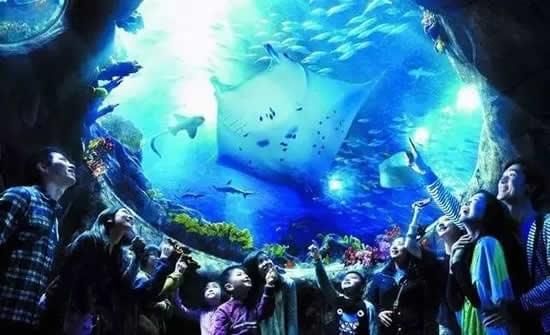 水族館館長收入（水族館館長的收入受多種因素影響水族館館長的收入受多種影響） 水族館百科（水族館加盟） 第4張