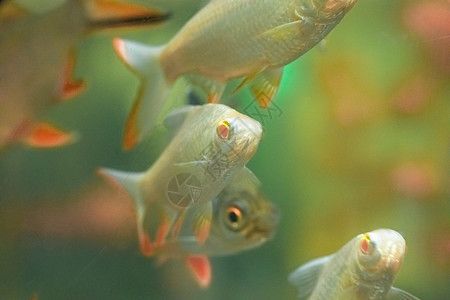 水族館的名字大全圖片（全球著名水族館介紹：水族館名字大全及其特點(diǎn)） 水族館百科（水族館加盟） 第2張