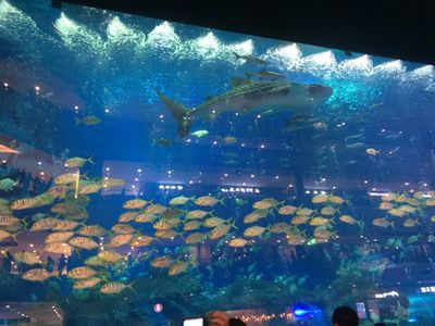 成都有哪些水族館（成都南湖夢(mèng)幻島海洋館） 水族館百科（水族館加盟） 第2張