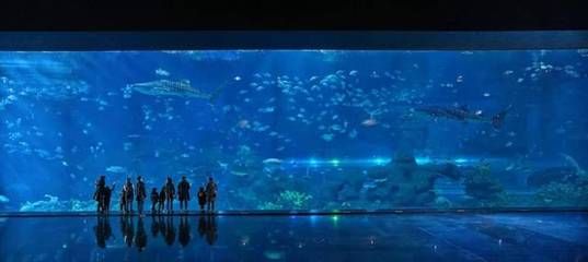 成都有哪些水族館（成都南湖夢(mèng)幻島海洋館） 水族館百科（水族館加盟） 第3張