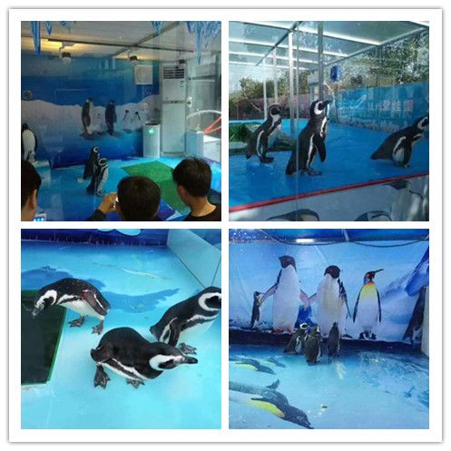 水族館游玩評價語（關于水族館游玩評價語的詳細信息）