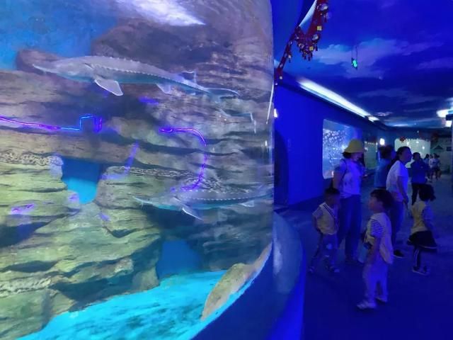 水族館游玩評(píng)價(jià)語（關(guān)于水族館游玩評(píng)價(jià)語的詳細(xì)信息） 水族館百科（水族館加盟） 第5張