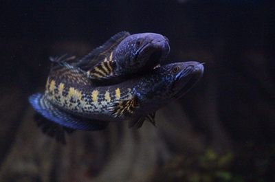 水族館紅龍魚養(yǎng)護技巧 水族館百科（水族館加盟） 第5張