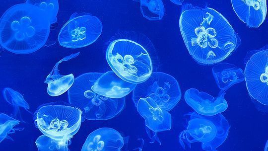 水族館好玩嗎？（三亞亞特蘭蒂斯水族館拍照攻略水族館親子游的互動(dòng)體驗(yàn)） 水族館百科（水族館加盟） 第4張