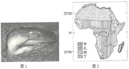 肺魚在干涸環(huán)境中的生存機制（肺魚在干涸環(huán)境中的生存機制主要體現(xiàn)在以下幾個方面） 龍魚百科 第2張