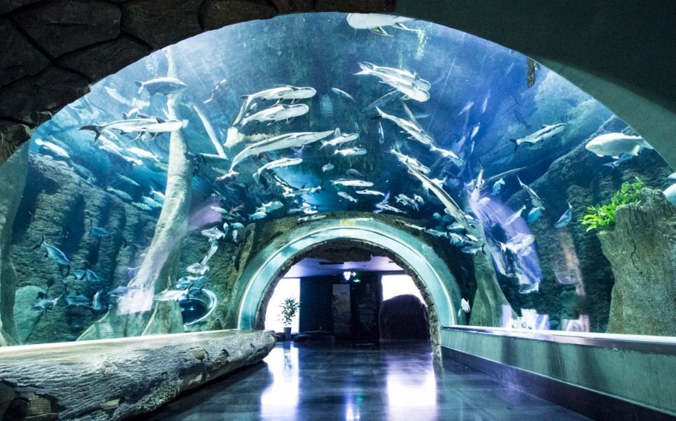 成都水族館在哪里?。ǔ啥妓屦^親子游玩攻略成都水族館親子游玩攻略） 水族館百科（水族館加盟） 第1張