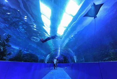 成都水族館在哪里?。ǔ啥妓屦^親子游玩攻略成都水族館親子游玩攻略） 水族館百科（水族館加盟） 第3張