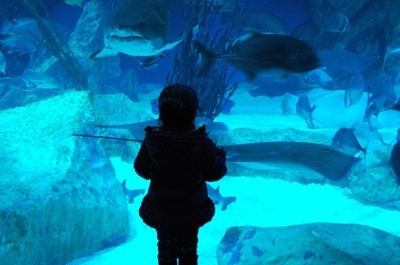 成都水族館在哪里?。ǔ啥妓屦^親子游玩攻略成都水族館親子游玩攻略） 水族館百科（水族館加盟） 第5張