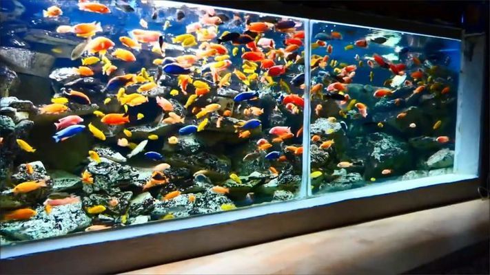 水族館里的小魚（世界上最吸引人的水族館小魚及其詳細(xì)介紹：小丑魚） 水族館百科（水族館加盟） 第1張