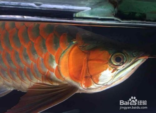 紅龍魚(yú)小魚(yú)如何挑選好的魚(yú)苗（如何挑選紅龍魚(yú)幼魚(yú)苗）