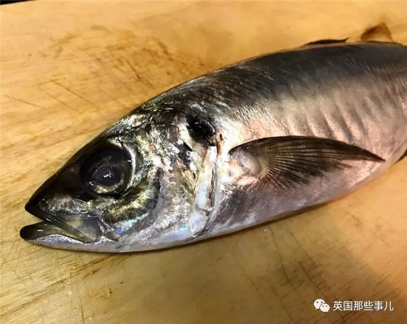 水族館中的魚(yú)能吃嗎（水族館中的魚(yú)是否能吃） 水族館百科（水族館加盟） 第4張