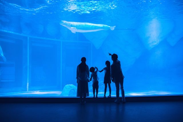 水族館開店流程怎么寫文案（水族館開店流程） 水族館百科（水族館加盟） 第1張