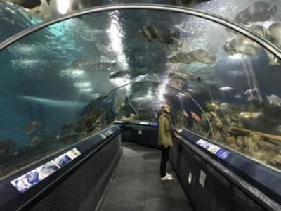 水族館開店流程怎么寫文案（水族館開店流程） 水族館百科（水族館加盟） 第2張