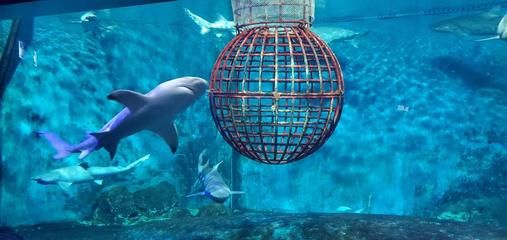 開個小型水族館成本多少（開一個小型水族館的成本是多少？） 水族館百科（水族館加盟） 第5張