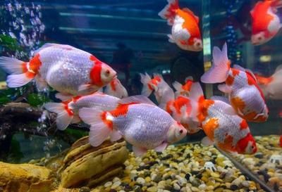 水族館常見觀賞魚介紹（斗魚的種類有哪些？） 水族館百科（水族館加盟） 第3張