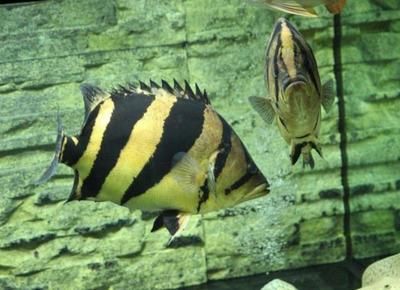 水族館常見觀賞魚介紹（斗魚的種類有哪些？） 水族館百科（水族館加盟） 第4張