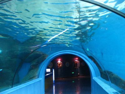 水族館專業(yè)（水族館專業(yè)介紹） 水族館百科（水族館加盟） 第2張