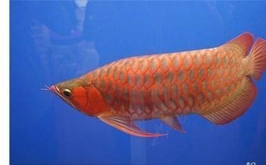 紅龍魚最長壽命多少年了（紅龍魚的最長壽命可以活到40-50年） 龍魚百科 第2張