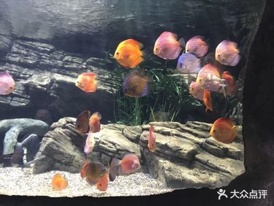 開家水族館掙錢嗎現(xiàn)在怎么樣了（開家水族館是否賺錢） 水族館百科（水族館加盟） 第4張