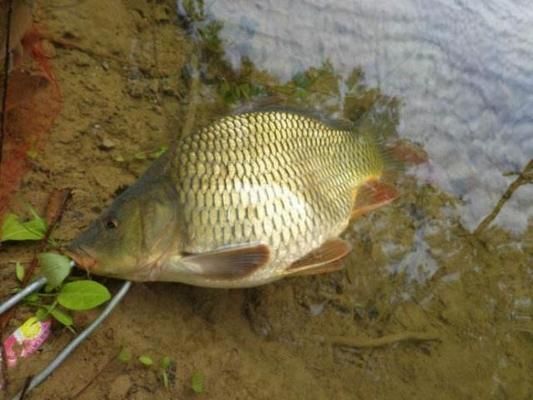 如何辨別金龍魚品質(zhì)（如何辨別金龍魚的好壞） 龍魚百科 第1張