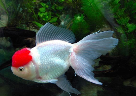 開一家水族館的成本是多少（開一家小型水族館的成本可能在幾萬美元到幾十萬美元之間） 水族館百科（水族館加盟） 第4張