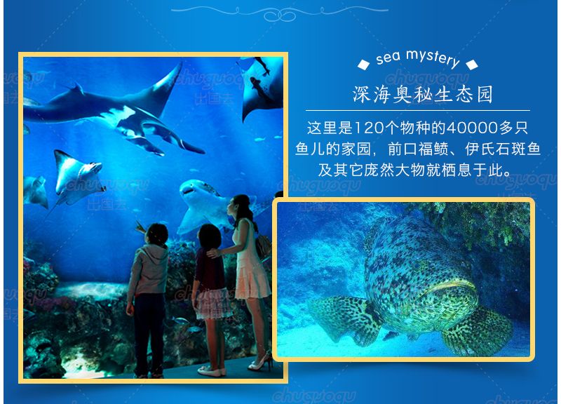 水族館里面的魚都叫什么名字（上海海洋水族館的魚種介紹） 水族館百科（水族館加盟） 第1張