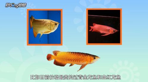 龍魚苗好養(yǎng)嗎怎么養(yǎng)（龍魚苗的養(yǎng)護(hù)方法和注意事項(xiàng)，） 龍魚百科 第4張