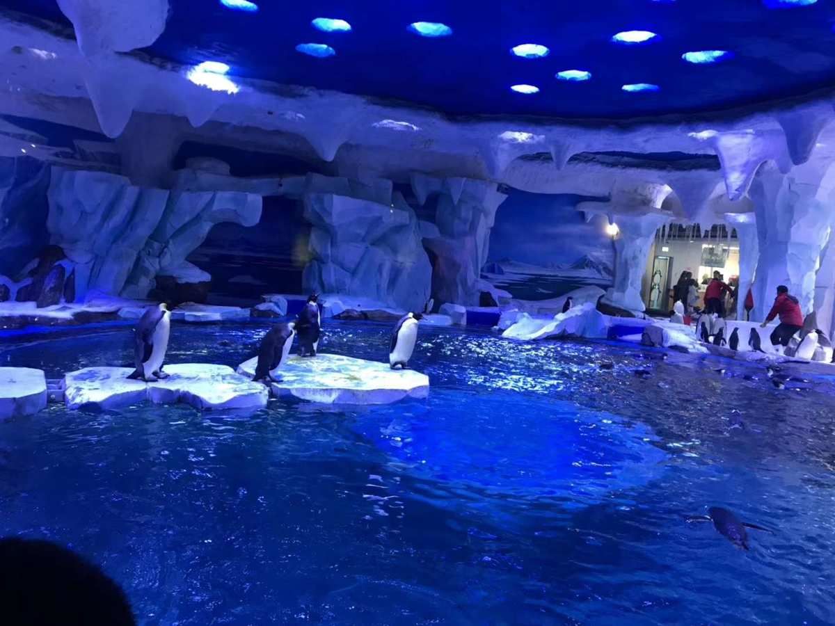 上海海洋水族館好玩嗎值得去嗎（上海海洋水族館親子活動安排） 水族館百科（水族館加盟） 第3張