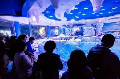 上海海洋水族館好玩嗎值得去嗎（上海海洋水族館親子活動安排）