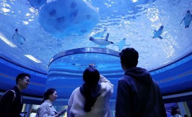 上海海洋水族館好玩嗎值得去嗎（上海海洋水族館親子活動安排） 水族館百科（水族館加盟） 第2張