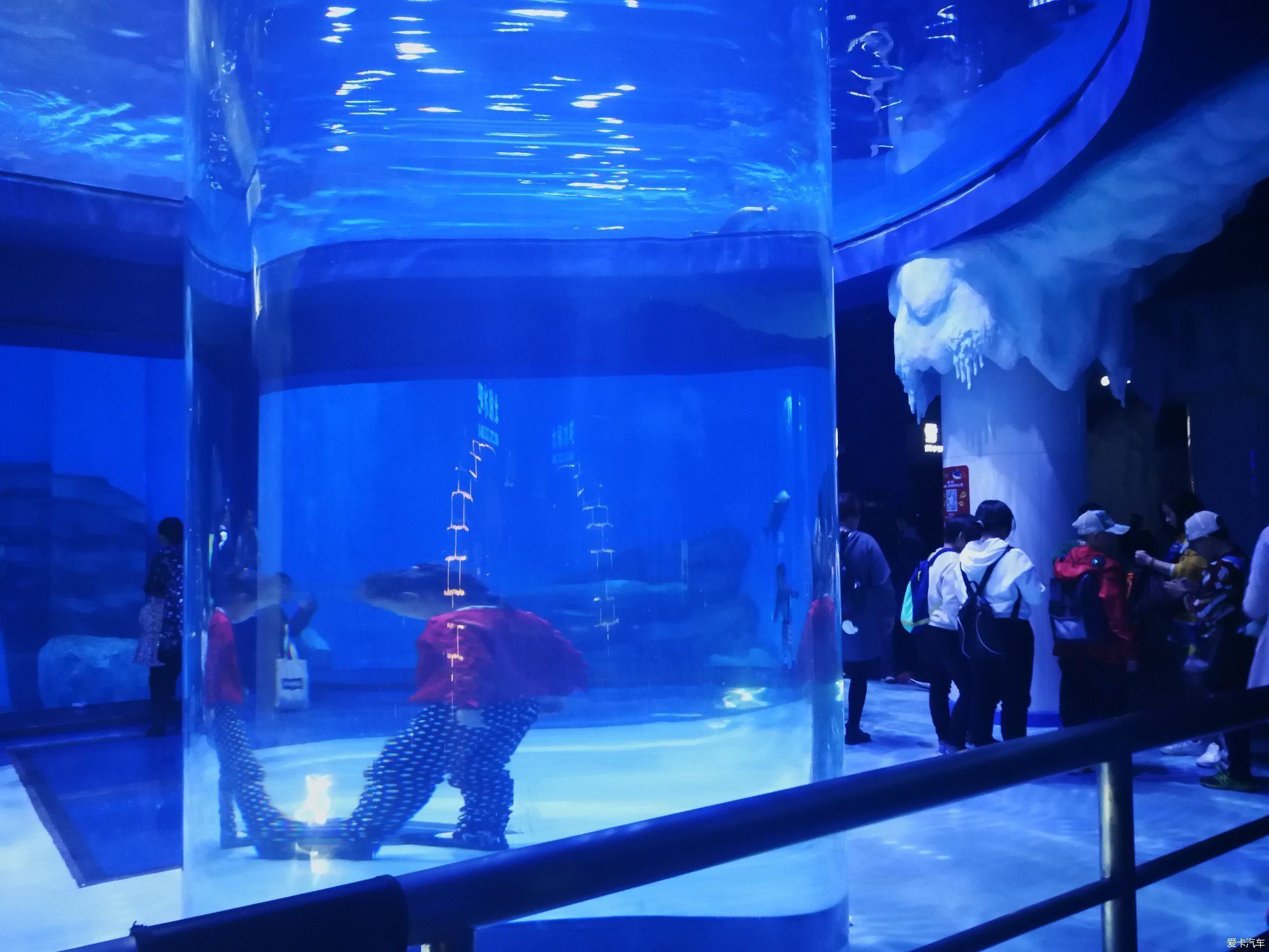 上海海洋水族館好玩嗎值得去嗎（上海海洋水族館親子活動安排） 水族館百科（水族館加盟） 第5張