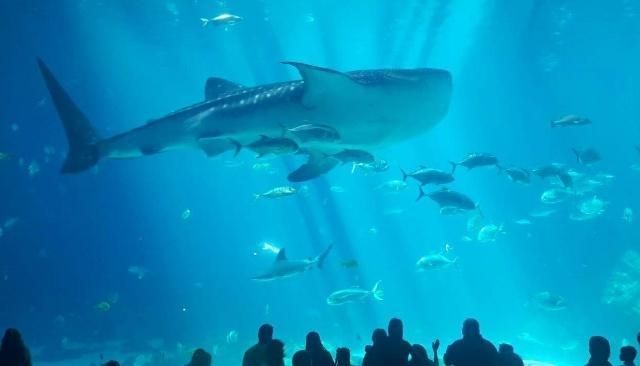 水族館有些什么動(dòng)物（水族館中可能見到的一些動(dòng)物） 水族館百科（水族館加盟） 第5張