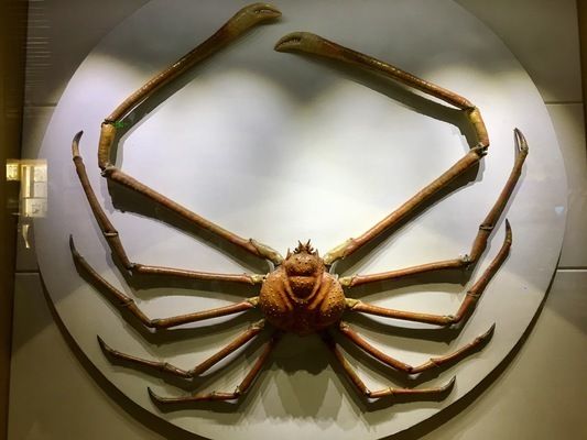 青島水族館簡介（青島水族館的教育活動(dòng)有哪些） 水族館百科（水族館加盟） 第5張