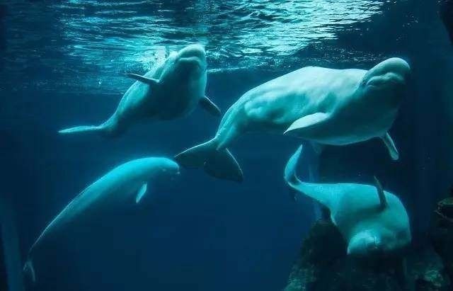 水族館排名一覽表（世界各地著名水族館排名一覽表是一份關(guān)于世界各地著名水族館的詳細列表） 水族館百科（水族館加盟） 第4張