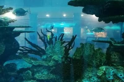 國內(nèi)水族館推薦（上海海洋水族館親子游玩攻略） 水族館百科（水族館加盟） 第1張