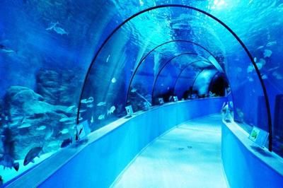 國內(nèi)水族館推薦（上海海洋水族館親子游玩攻略） 水族館百科（水族館加盟） 第5張