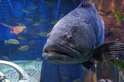 水族館從哪里進(jìn)貨（水族館的進(jìn)貨渠道） 水族館百科（水族館加盟） 第5張