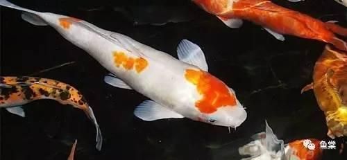 祥龍魚場水族館加盟費多少（祥龍魚場水族館加盟費用是否包含運營成本） 水族問答 第1張