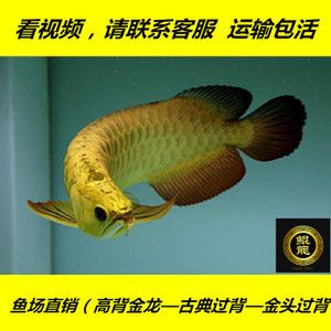 金龍魚高背過背哪個好（比較金龍魚高背與過背的區(qū)別） 龍魚百科 第5張