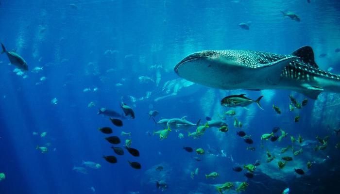 水族館背景配圖（水族館背景配圖的設(shè)計(jì)原則） 水族館百科（水族館加盟） 第4張